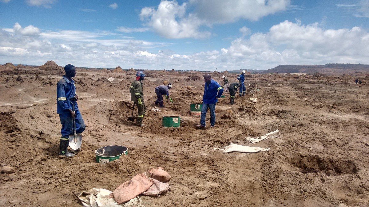 Regenerating disused African mine site with pongamia